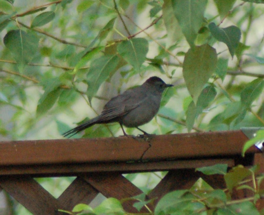 Gray Catbird - ML246202531