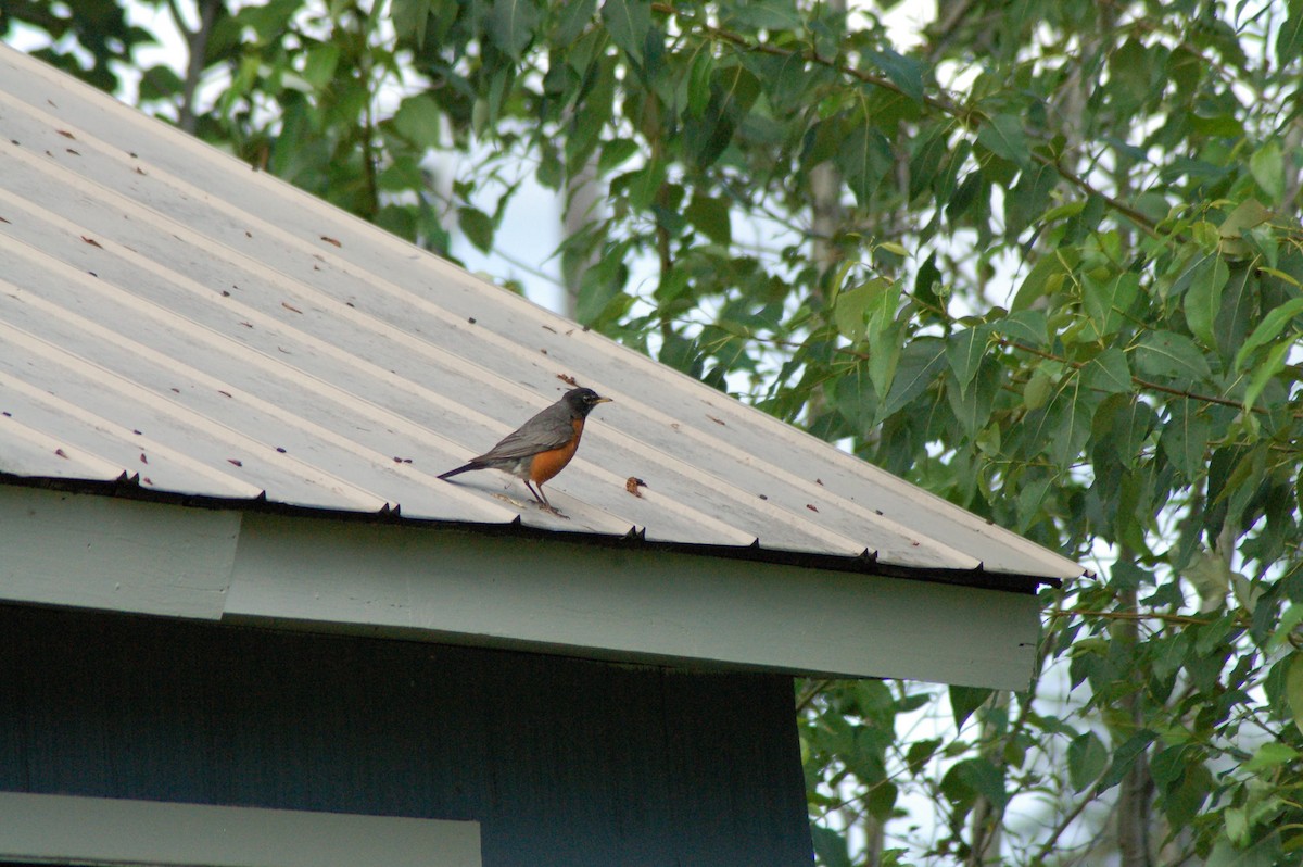 American Robin - ML246203271