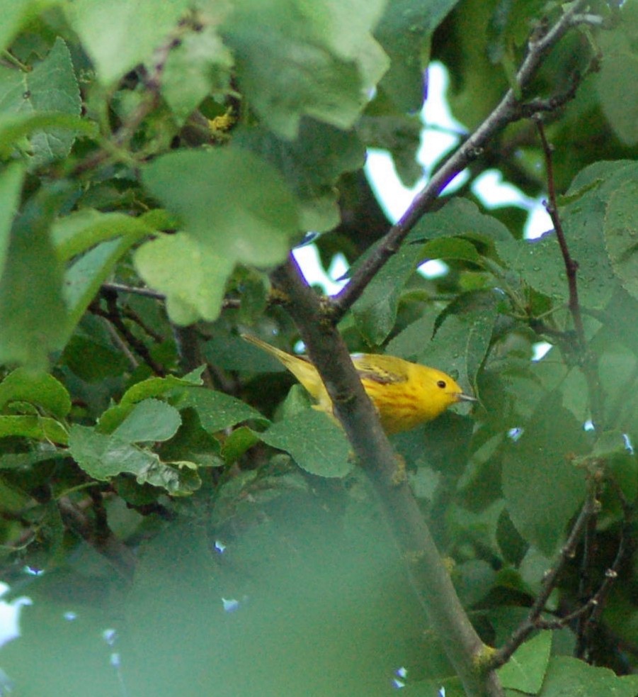 Yellow Warbler - ML246203441