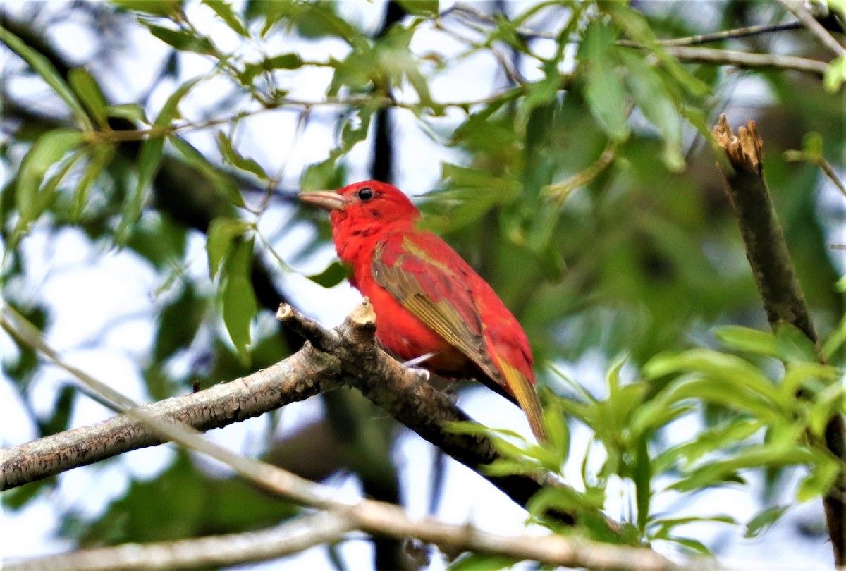 Summer Tanager - ML246203521