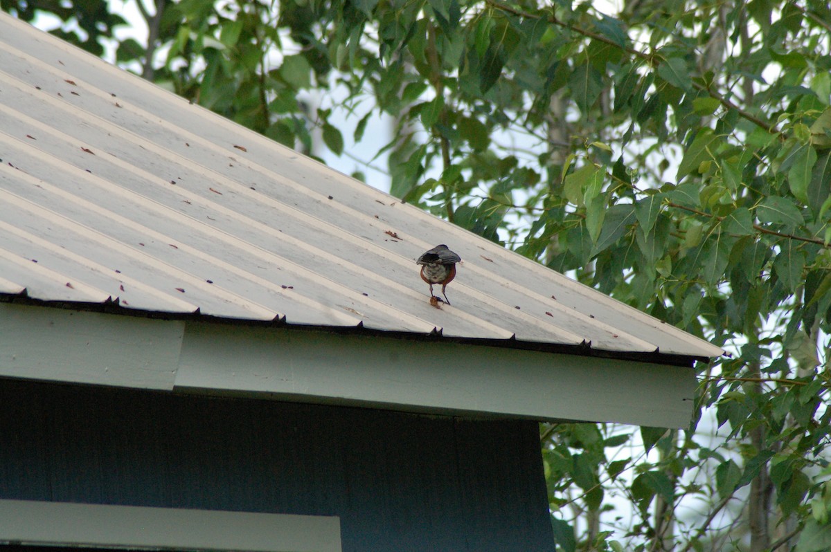 American Robin - ML246203671