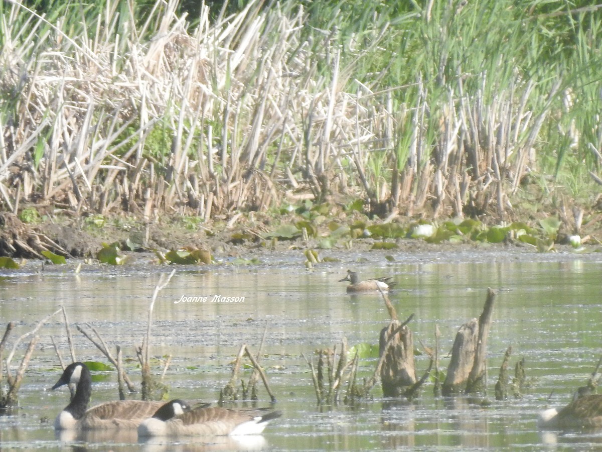 Blue-winged Teal - ML246206071