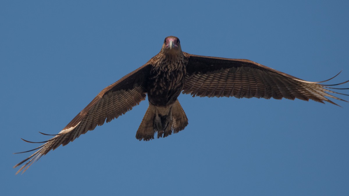 Crested Caracara (Southern) - Pablo Re