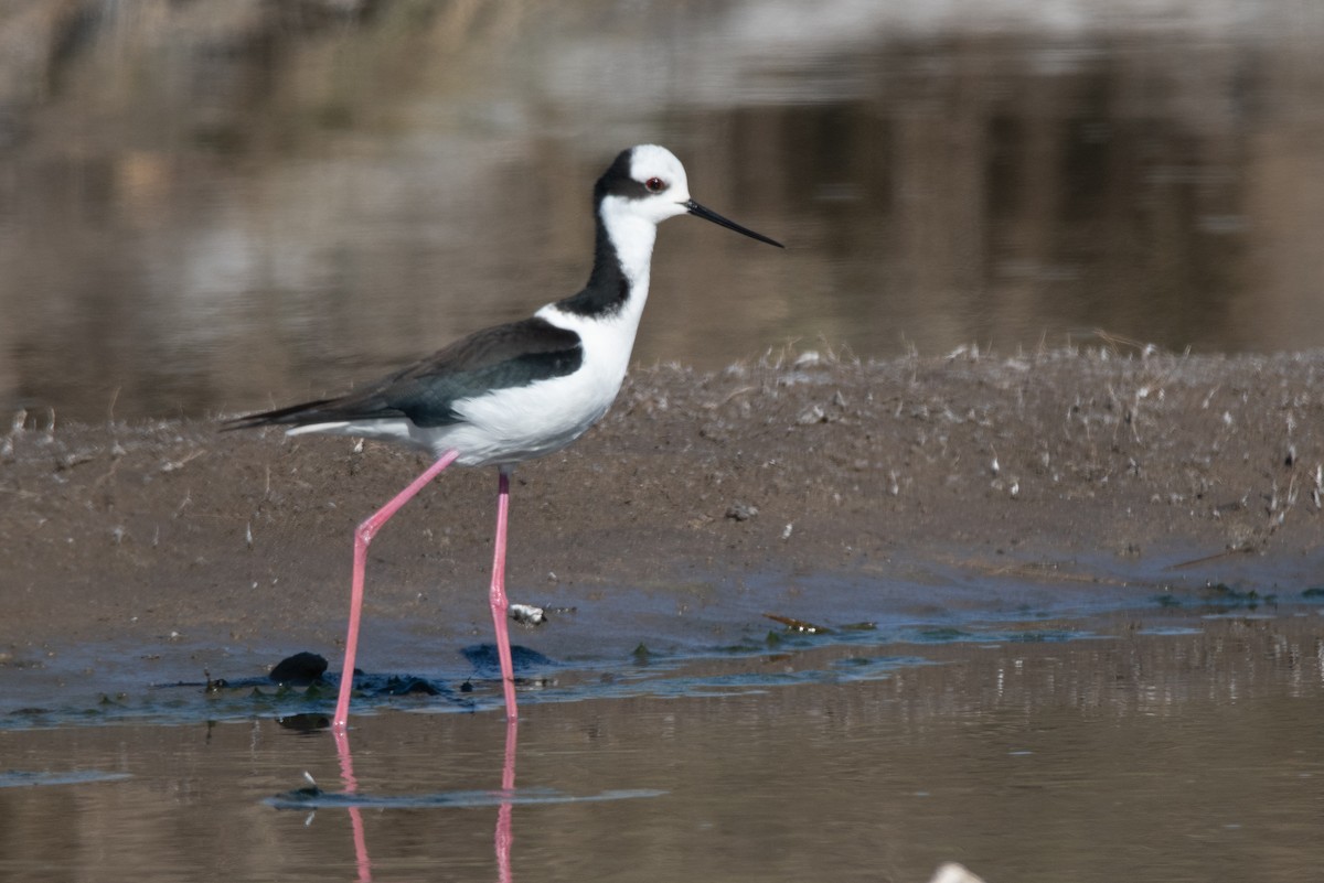 Black-necked Stilt - ML246207701