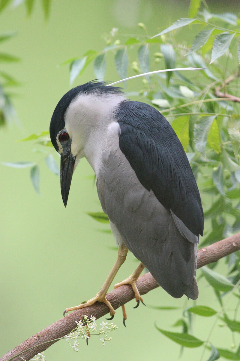 Black-crowned Night Heron (Eurasian) - Dibyendu Ash