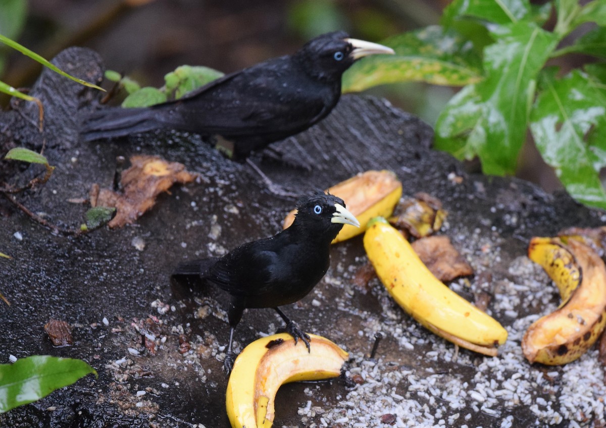 Scarlet-rumped Cacique - ML24621321