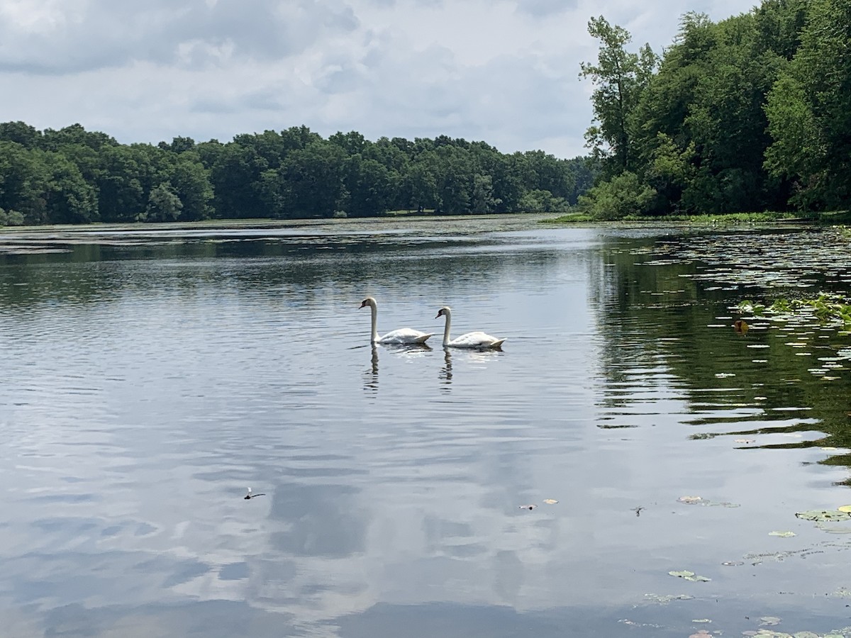 Mute Swan - ML246216101