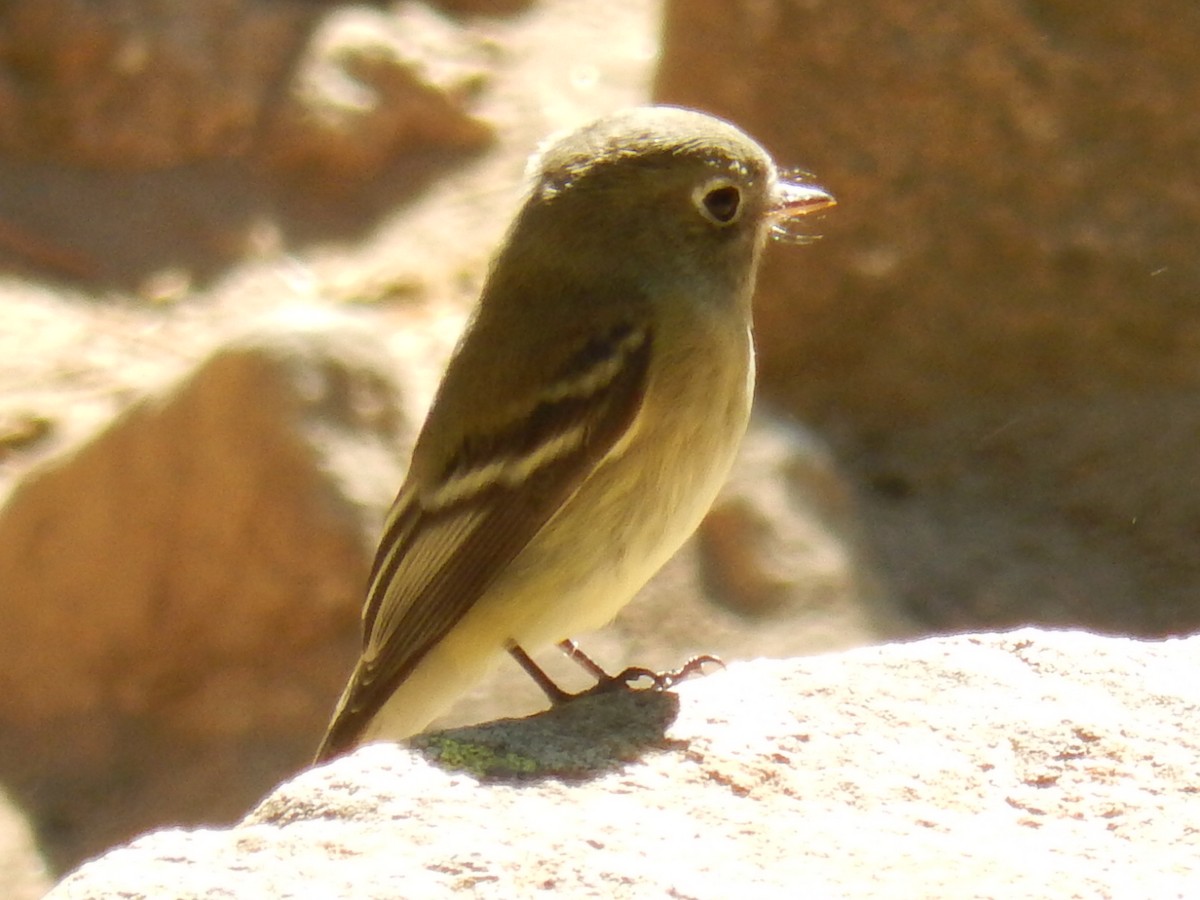 Western Flycatcher (Cordilleran) - ML24621641