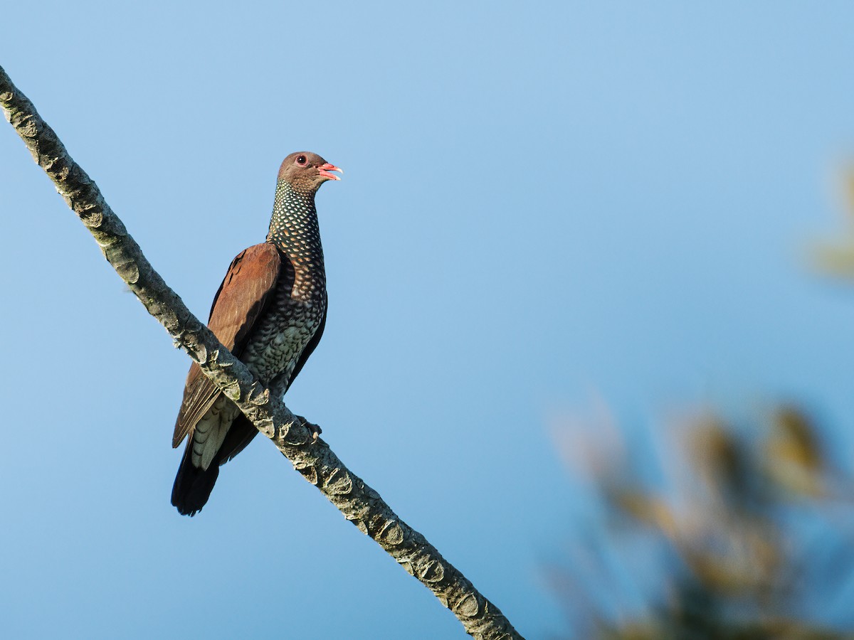 Pigeon ramiret - ML246216411