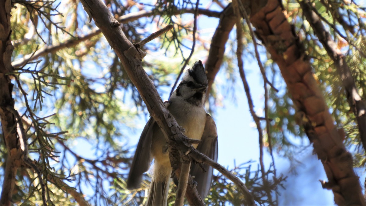 Bridled Titmouse - ML246216801