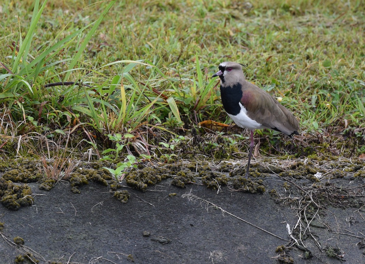 Southern Lapwing - ML24621711