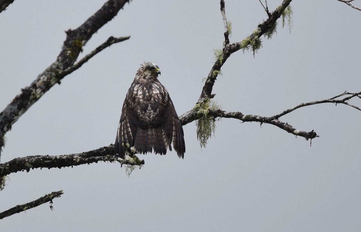 Broad-winged Hawk - Andy Reago &  Chrissy McClarren