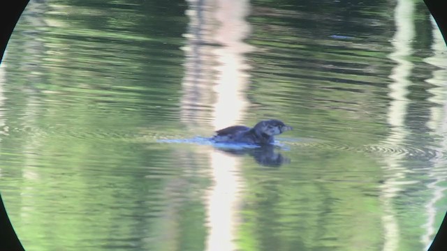 Pied-billed Grebe - ML246217561