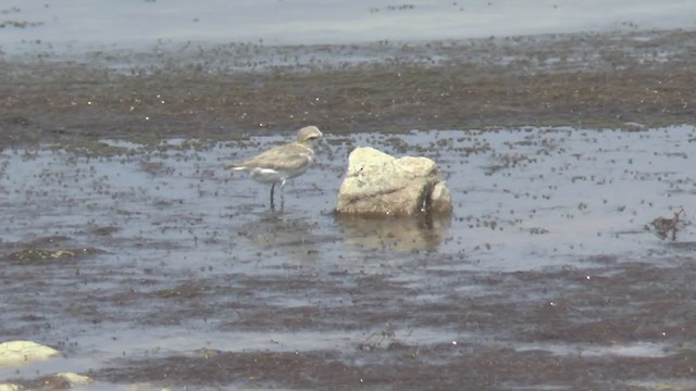 Kentish Plover (Kentish) - ML246218631