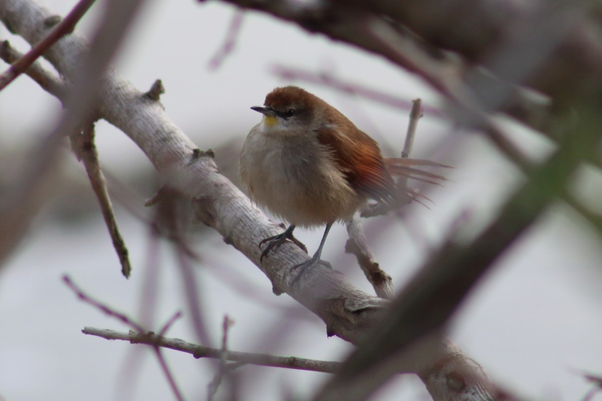 Yellow-chinned Spinetail - ML246222591