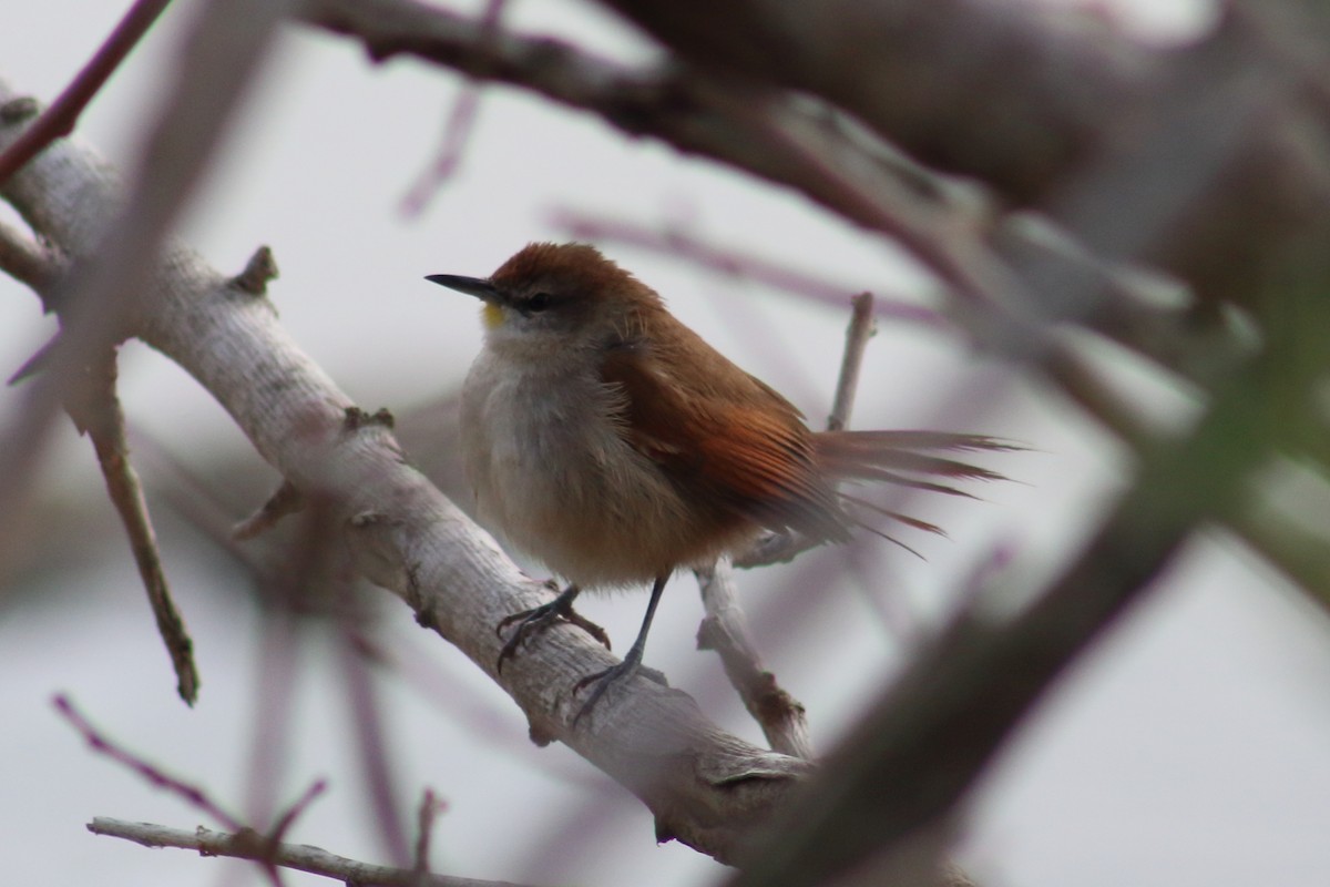 Yellow-chinned Spinetail - ML246222631