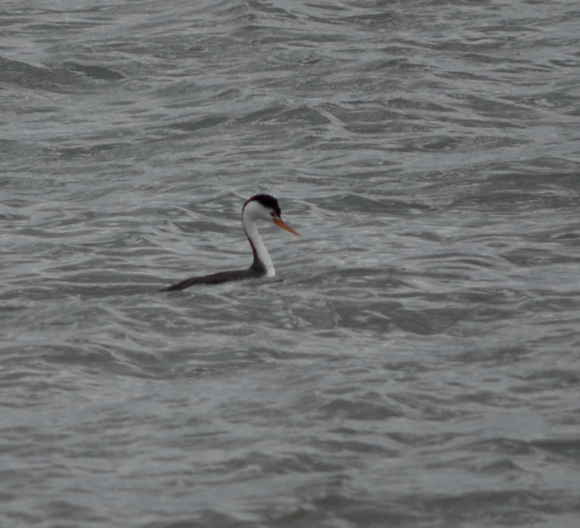 Clark's Grebe - ML246222681