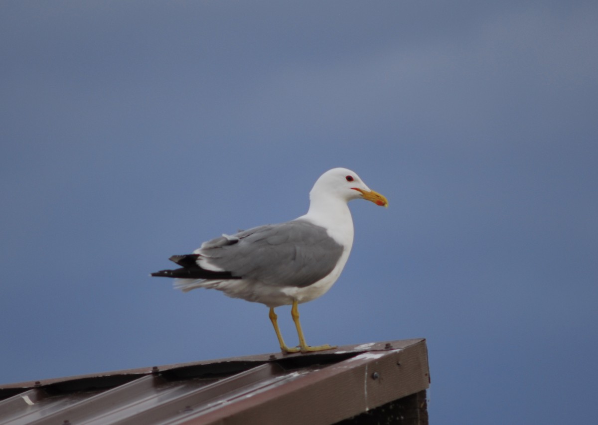 California Gull - ML246222781