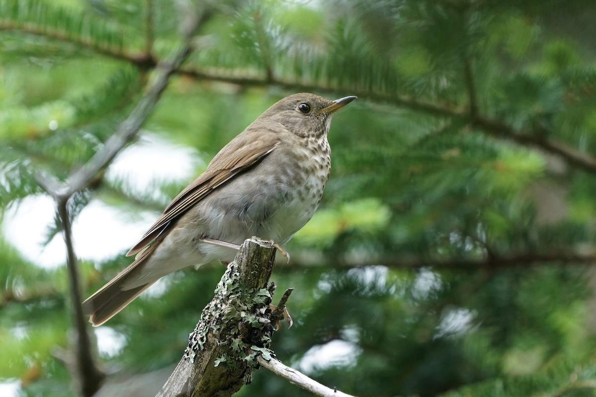 Bicknell's Thrush - ML246225941