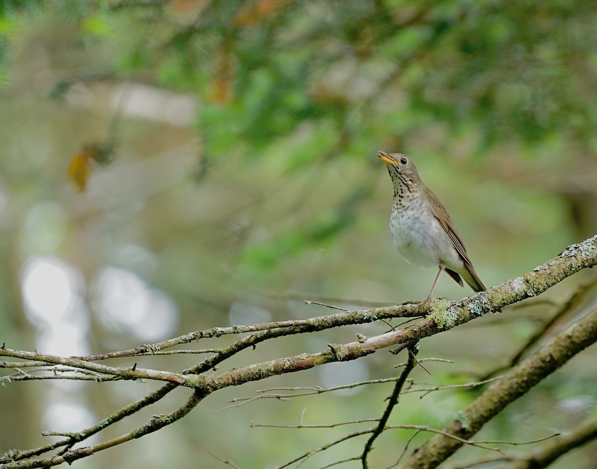 Bicknell's Thrush - ML246226041