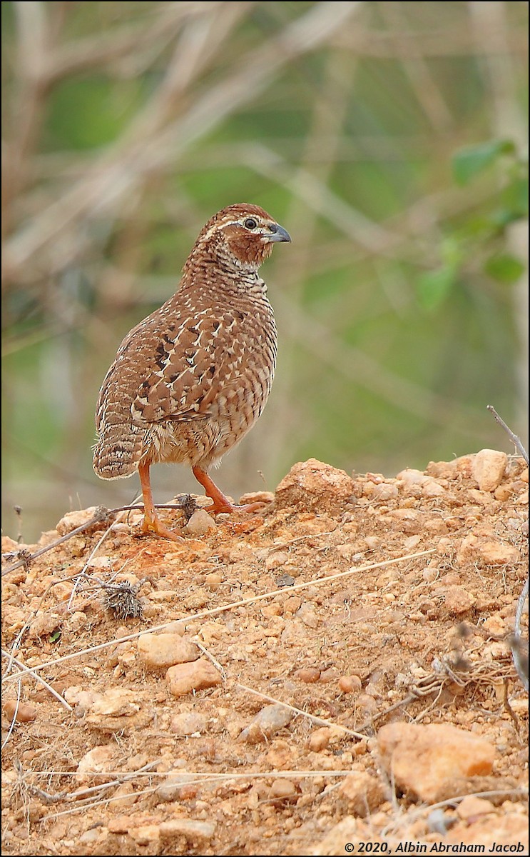 Rock Bush-Quail - ML246227651