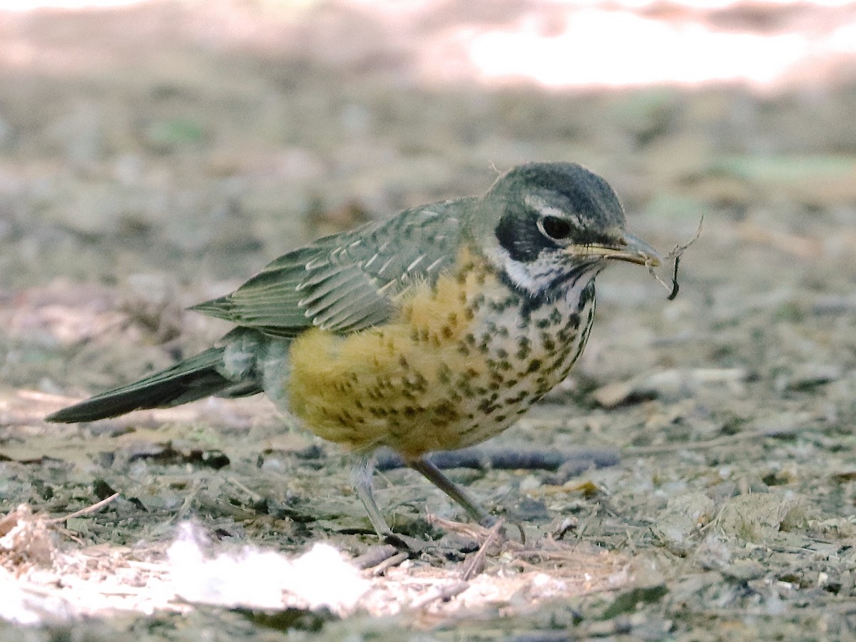 American Robin - ML246227891