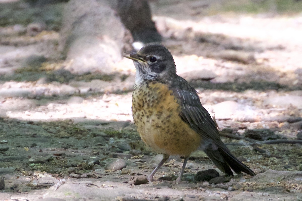 American Robin - ML246227911