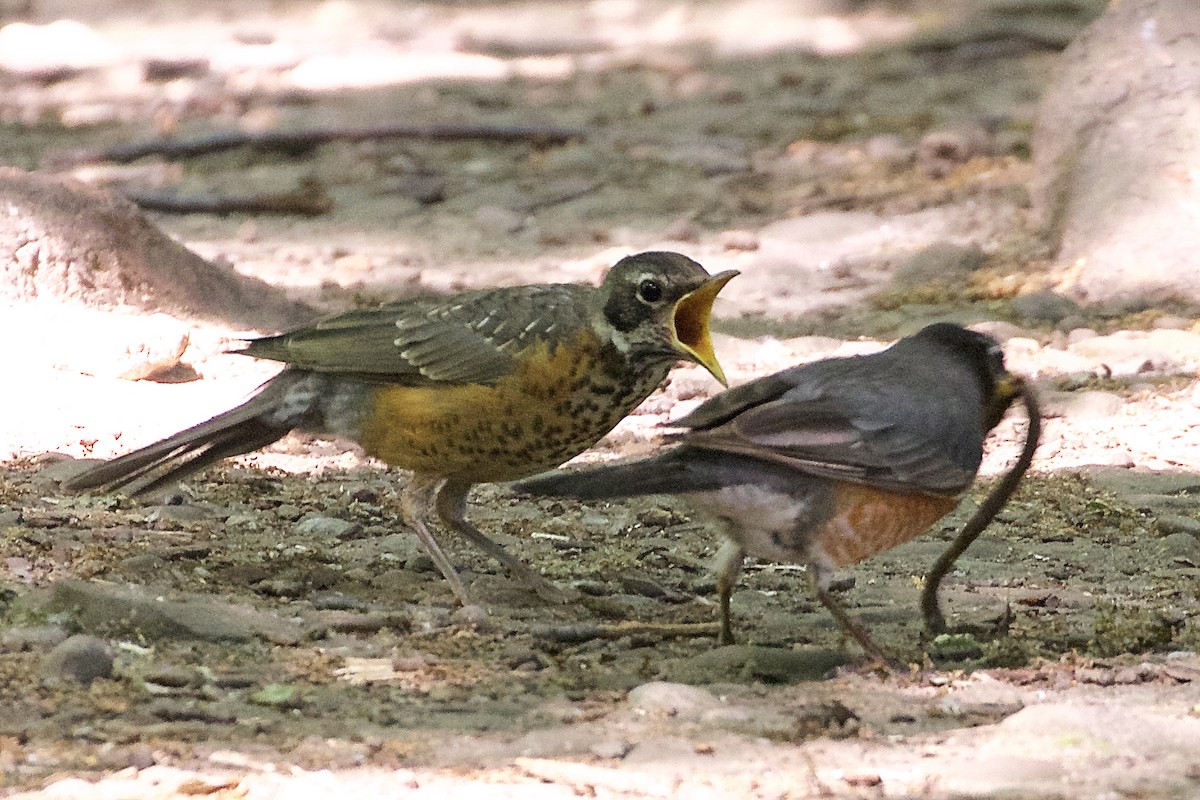 American Robin - ML246227921