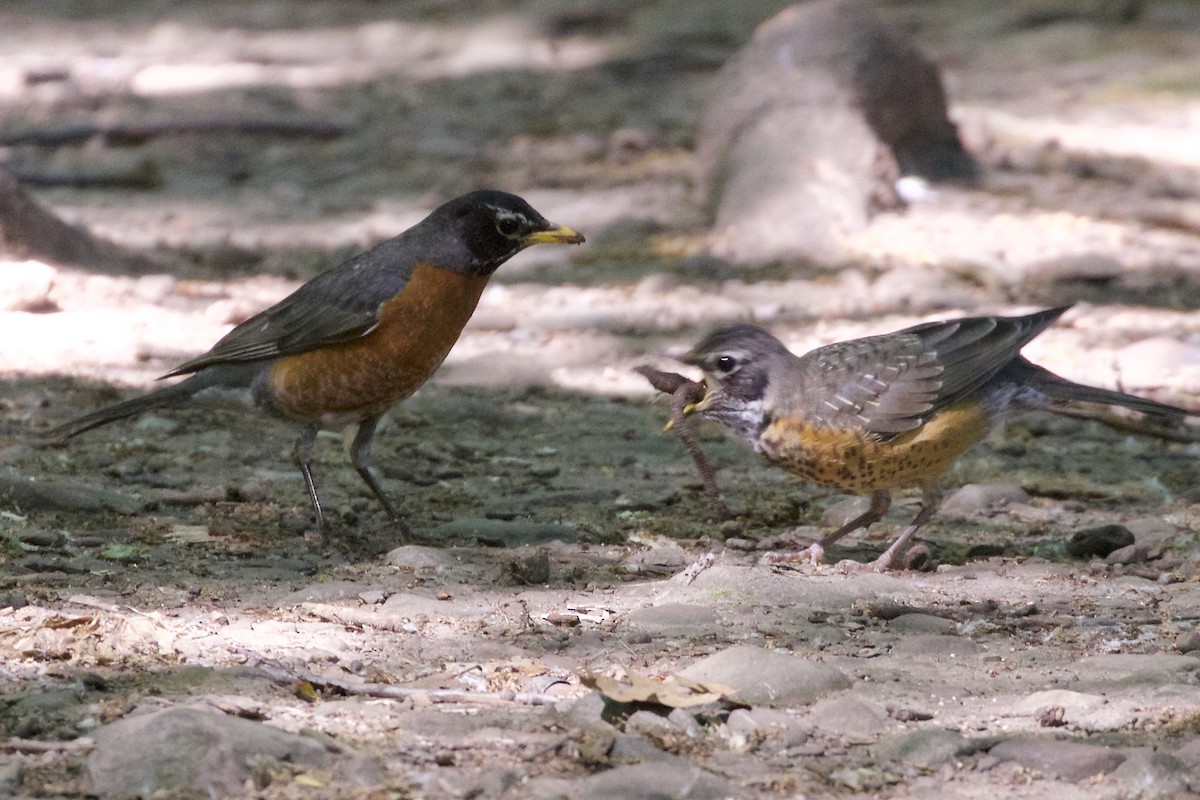 American Robin - ML246227951