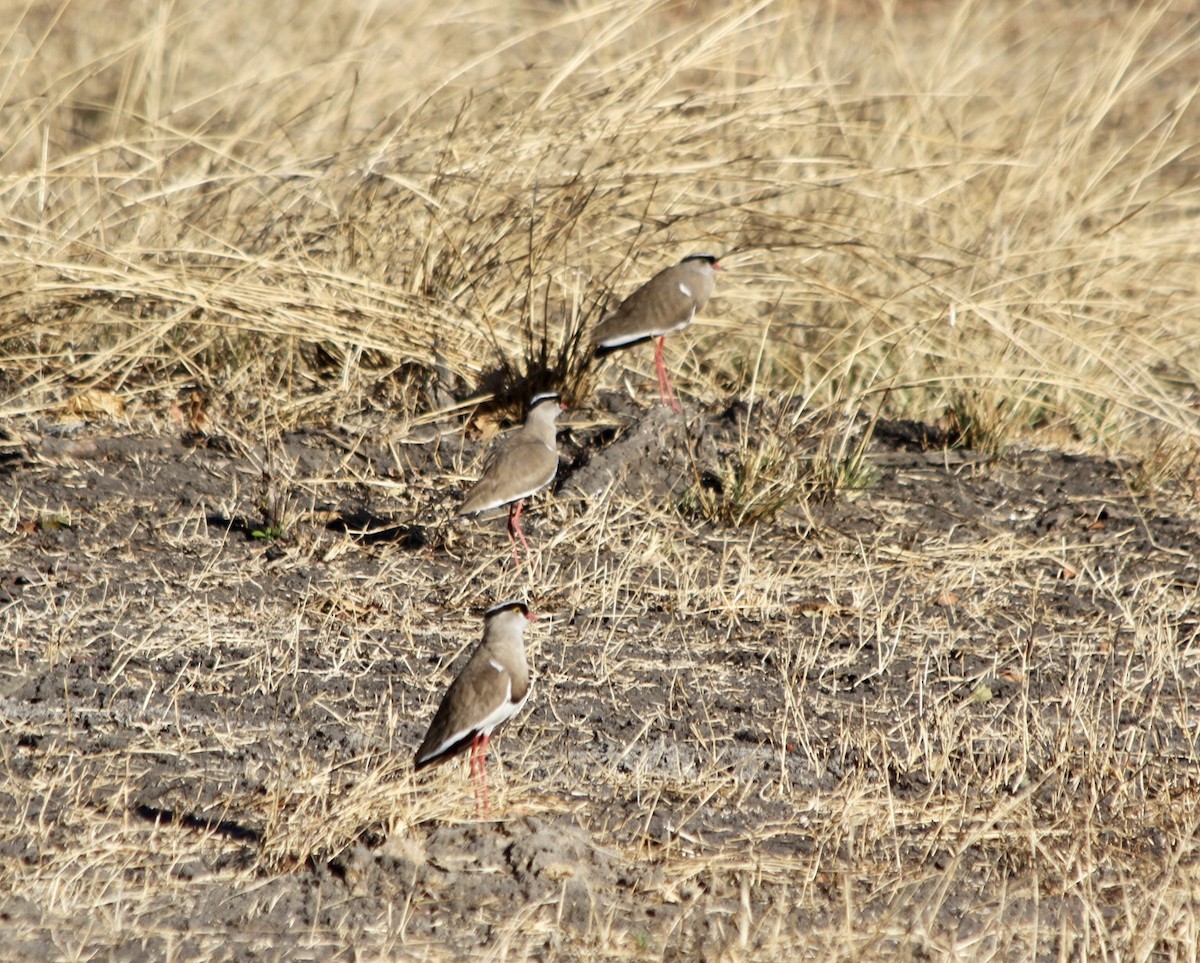 Crowned Lapwing - ML246228111