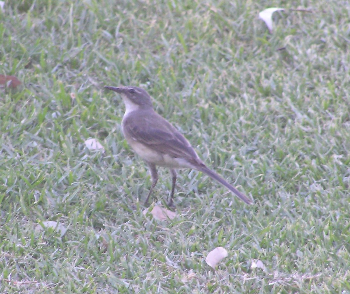 Cape Wagtail - ML24622881
