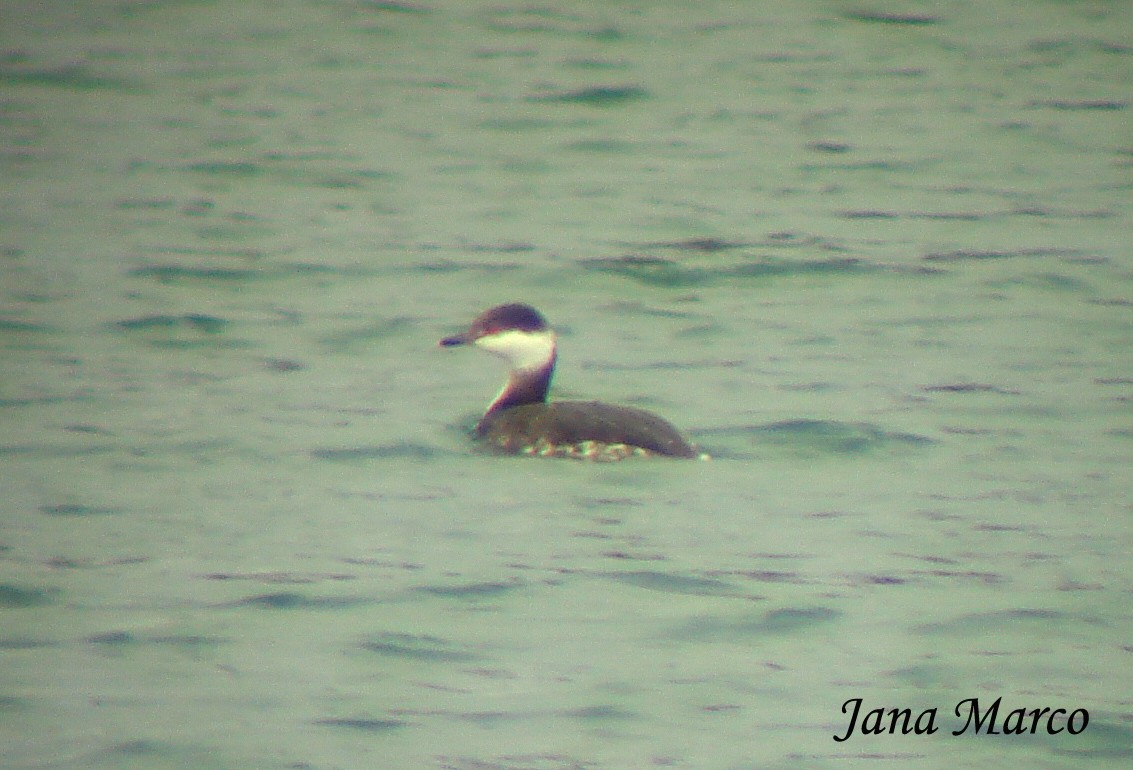 Horned Grebe - Jana Marco