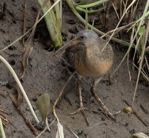 Clapper Rail - ML246231471