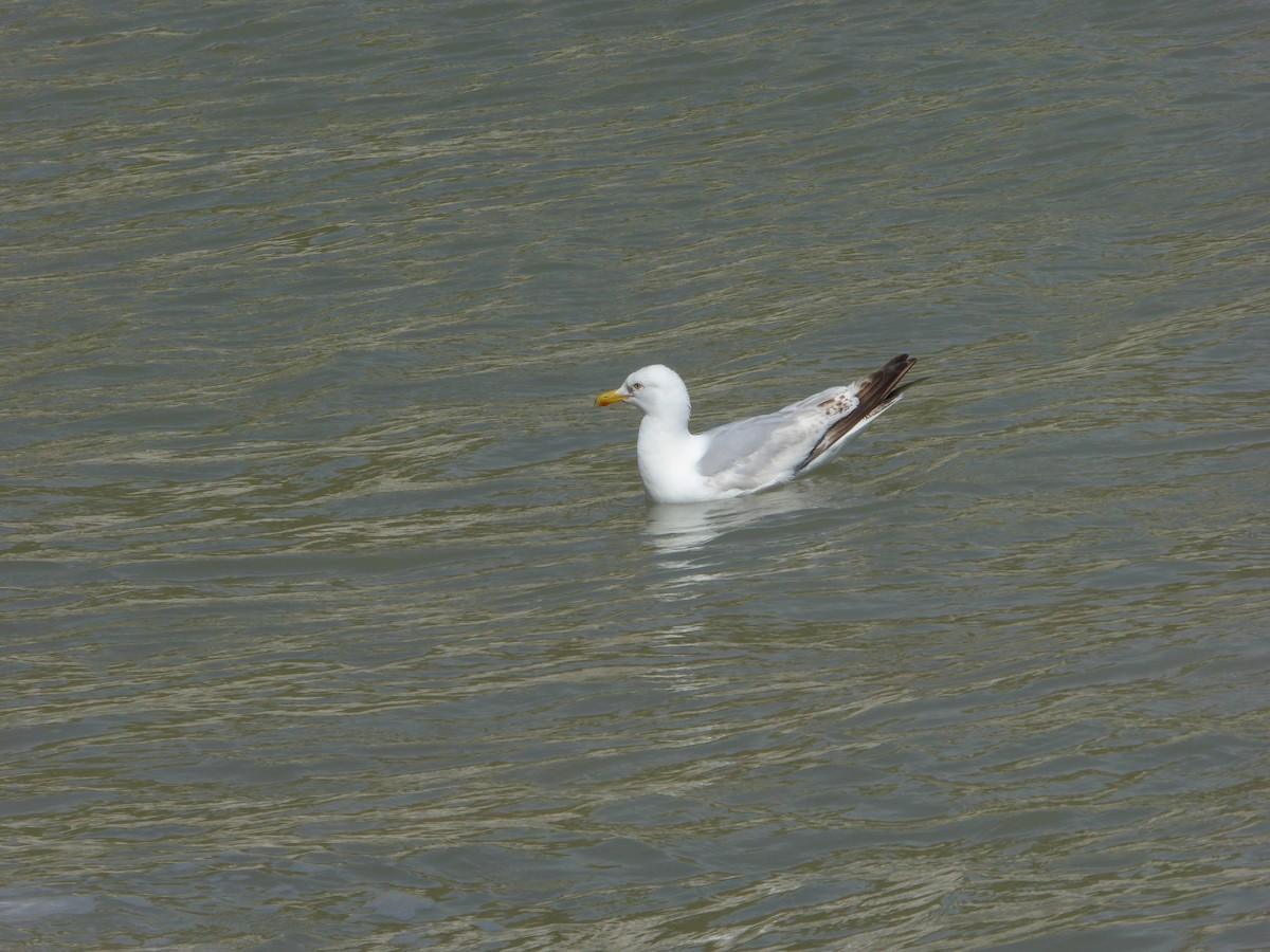 Herring Gull - ML246232101