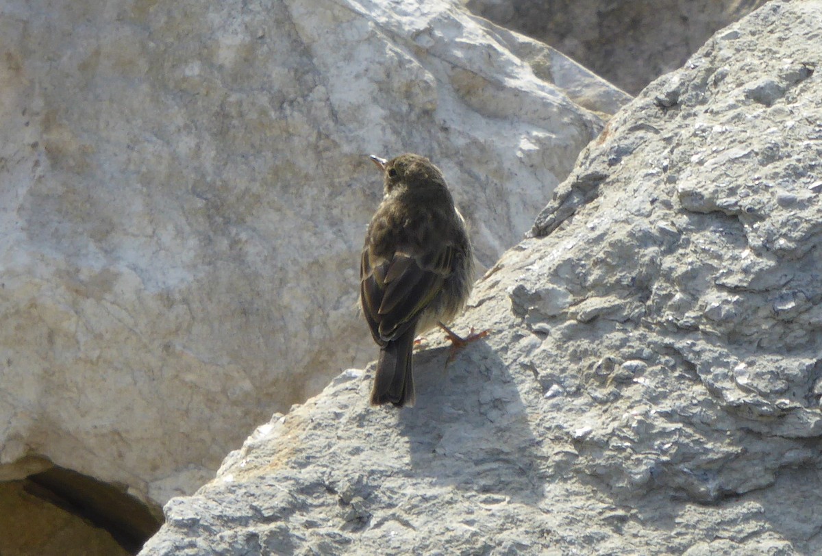 Rock Pipit - ML246232201