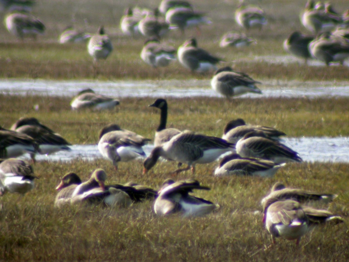 Canada Goose - Antonio Ceballos Barbancho