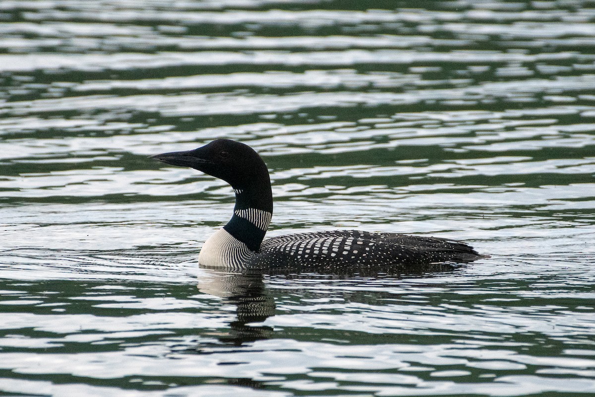 Common Loon - ML246233141