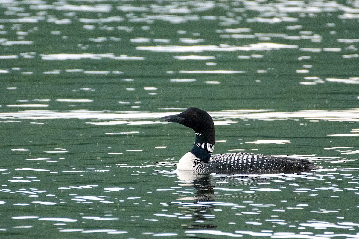 Common Loon - ML246233161