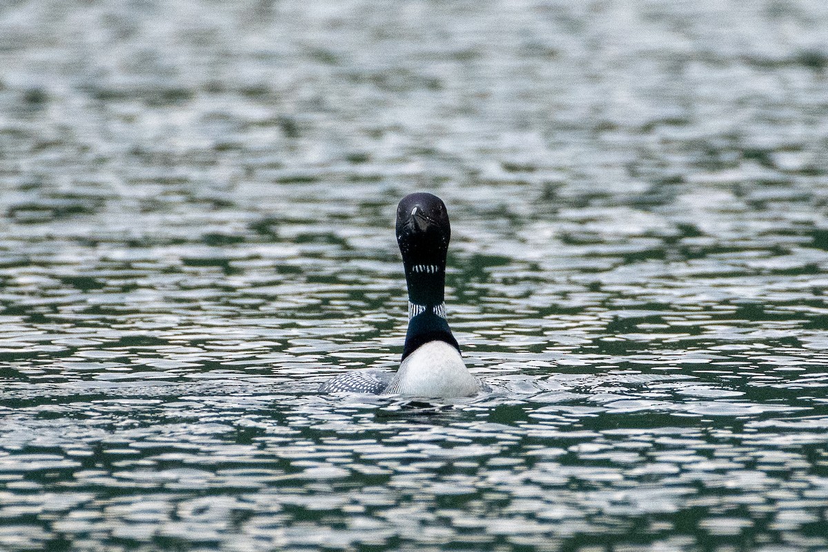 Common Loon - ML246233171