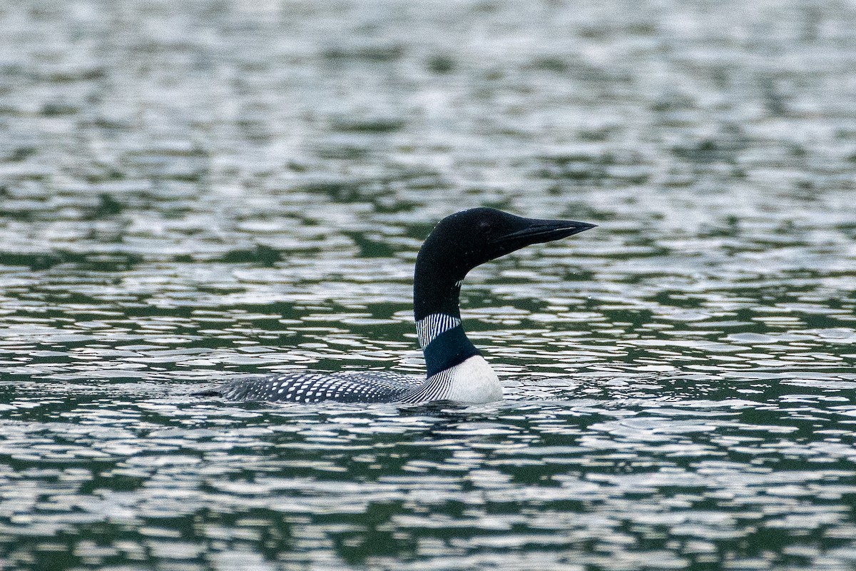 Common Loon - ML246233211