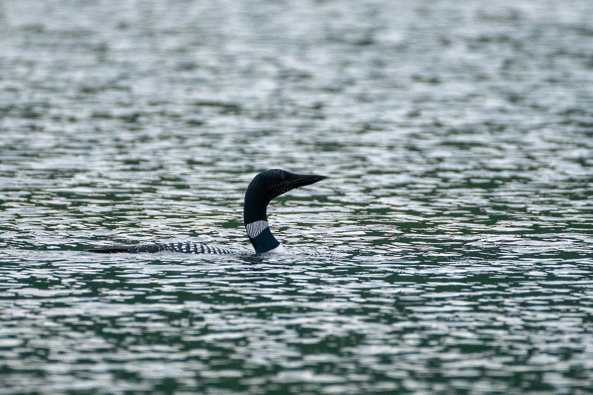 Common Loon - ML246233231