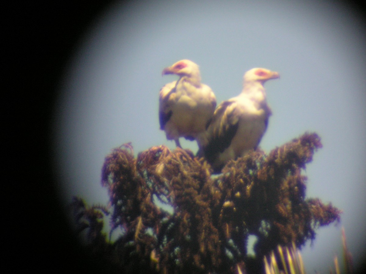 Palm-nut Vulture - ML24623351