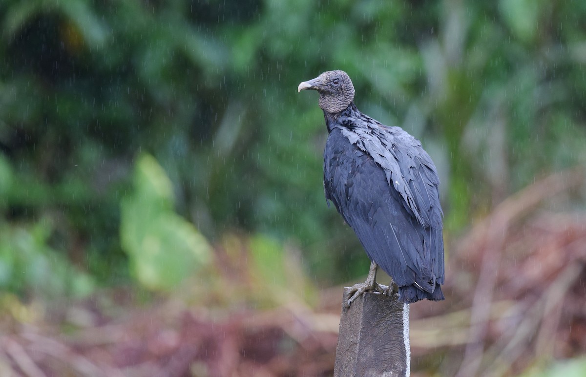 Black Vulture - ML24623471