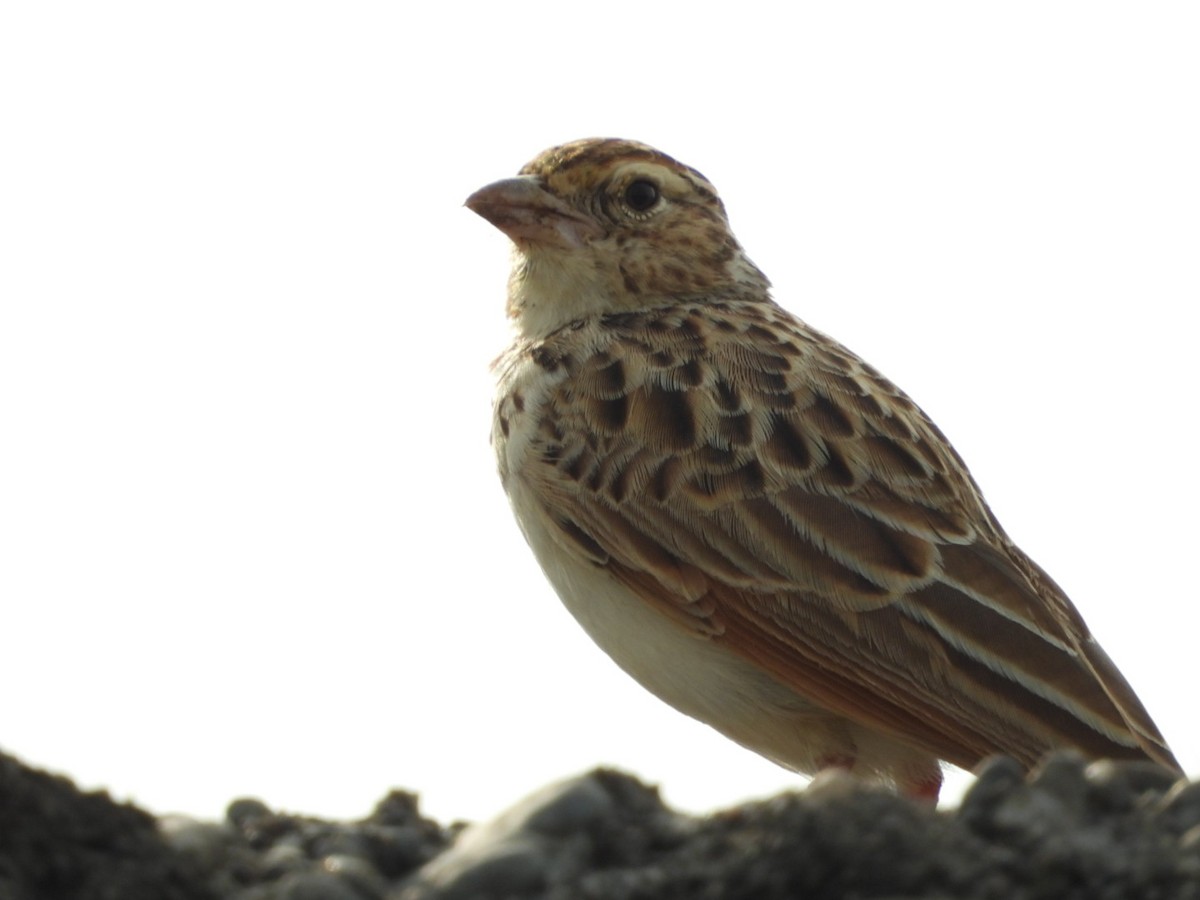 Indian Bushlark - Lakshmikant Neve