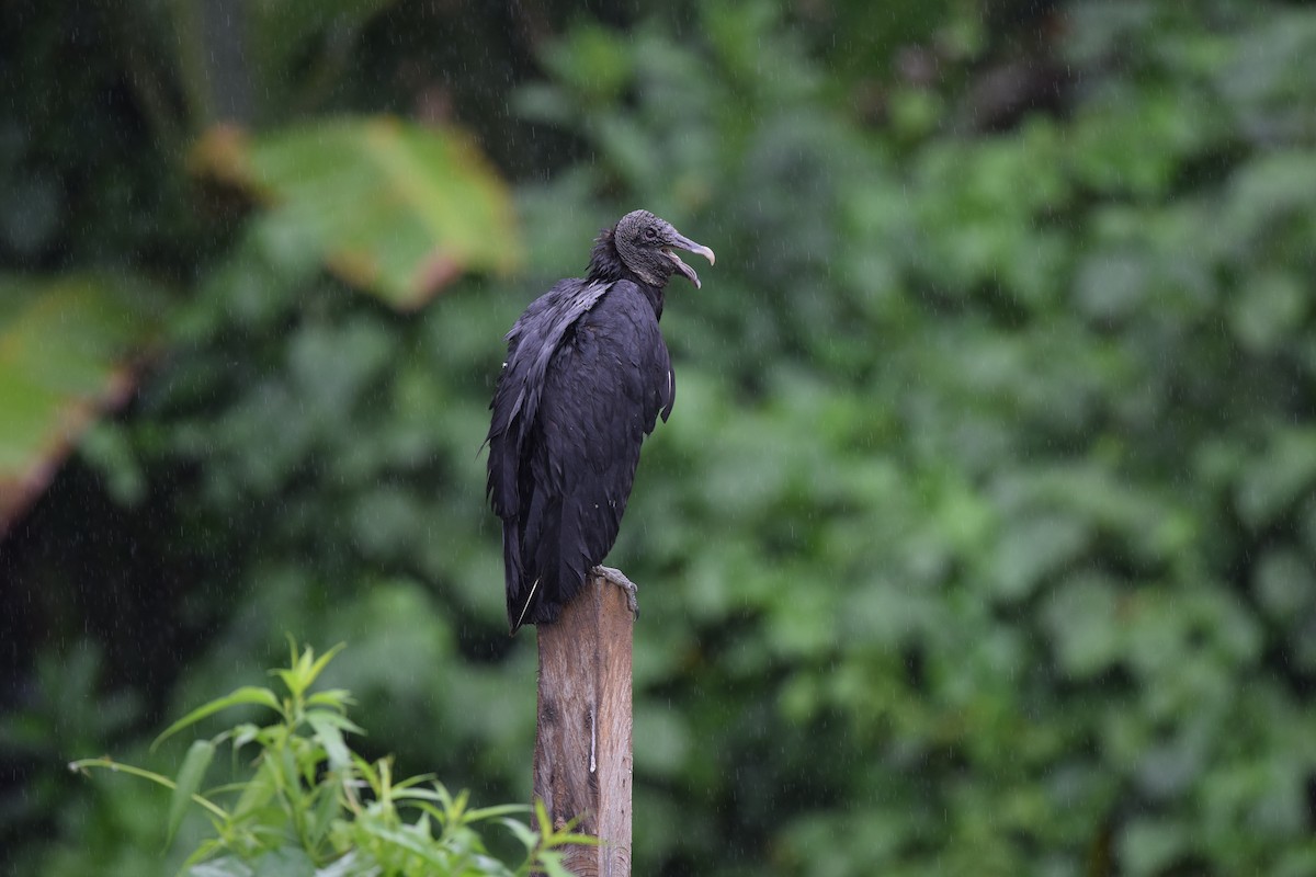 Black Vulture - Andy Reago &  Chrissy McClarren