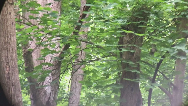 Swainson's Warbler - ML246236191