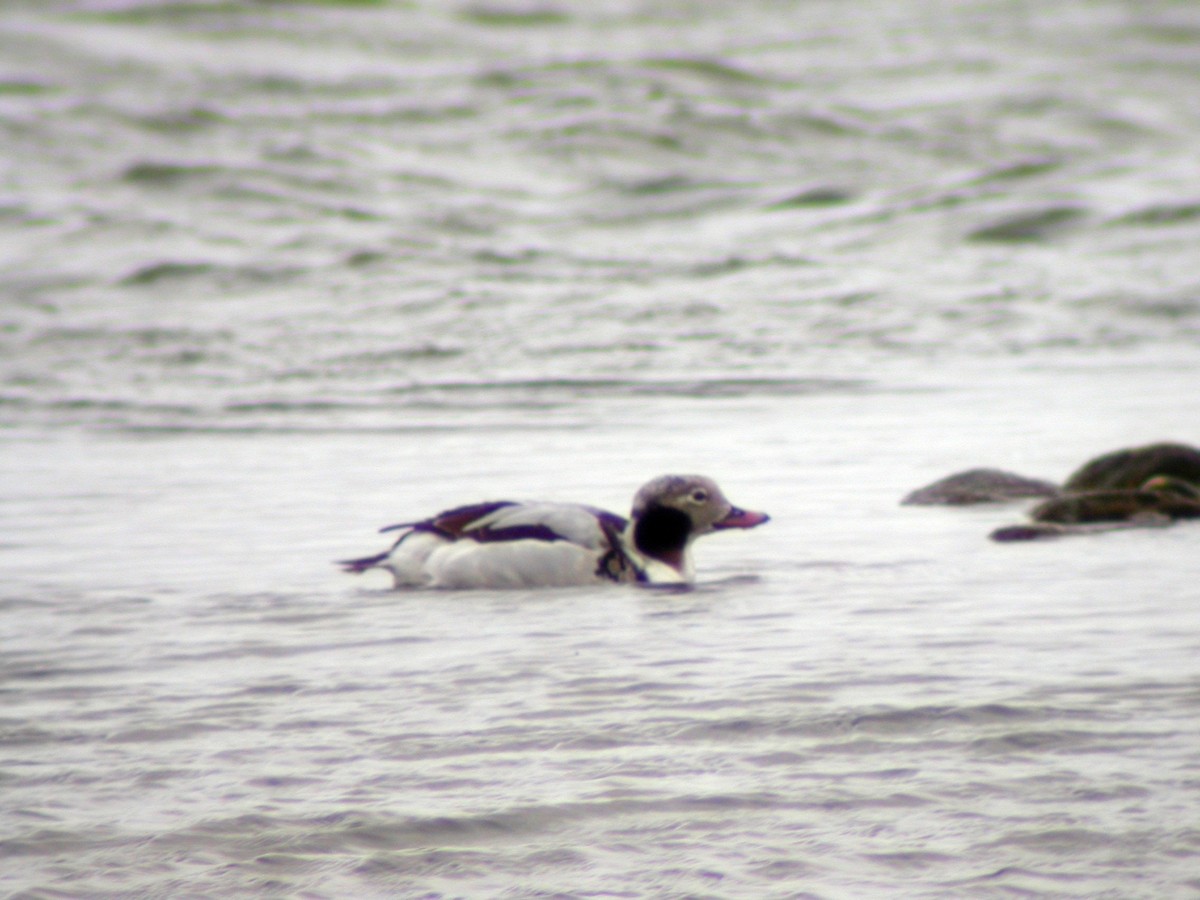 Long-tailed Duck - ML246237351