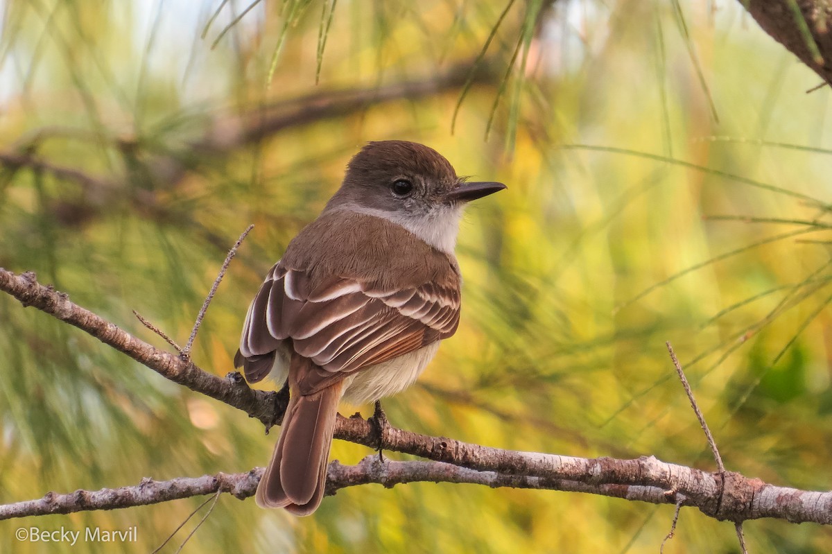 La Sagra's Flycatcher - ML24624011