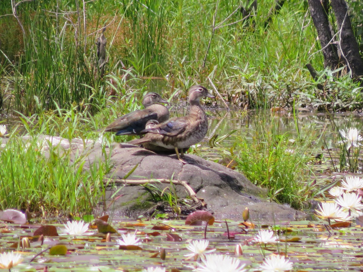 Wood Duck - ML246240121