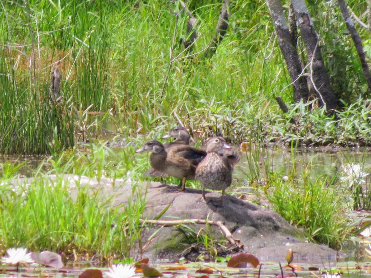 Wood Duck - ML246240221